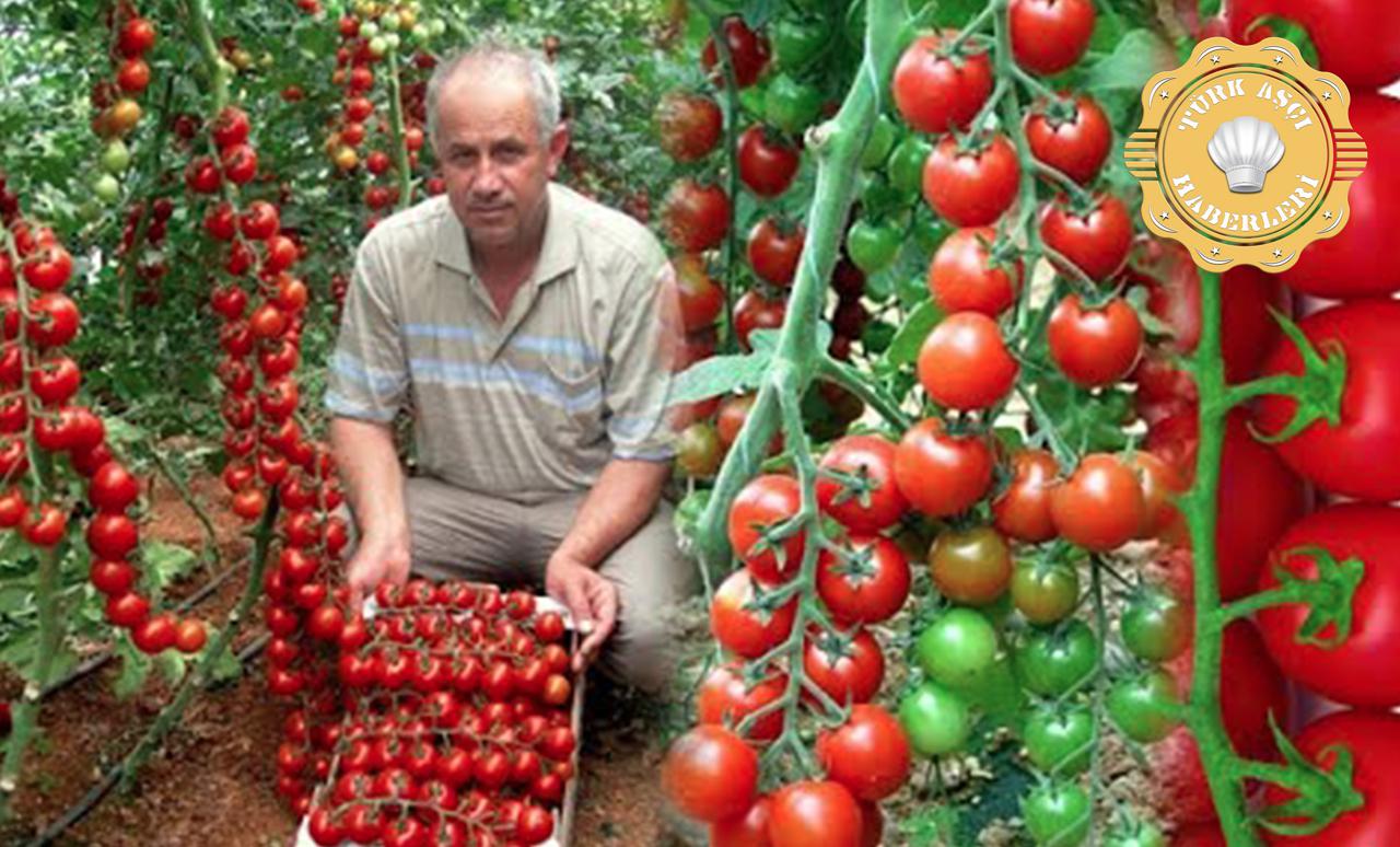 Çeri Domates Üreticisine Kazandırıyor